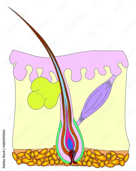 Hair Anatomy Diagram Colored Basic Clean Vector Colorful Structure