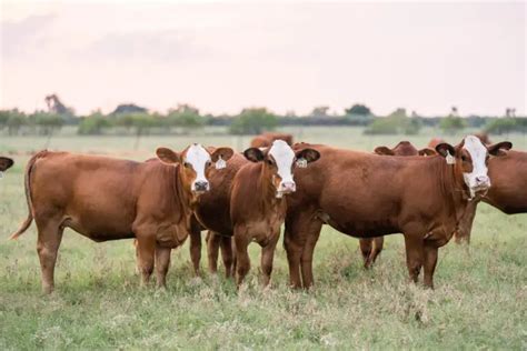 Bred Heifers And Yearlings Monte Christo Cattle Co