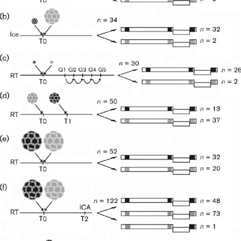 SYBR Green And TaqMan Based PCR Assays Discriminating Between MNV 1