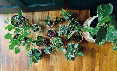 Nove Plantas Perfeitas Para Ter Em Casa Dicas Para Cuid Las