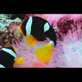 Amphiprion Clarkii Diving World