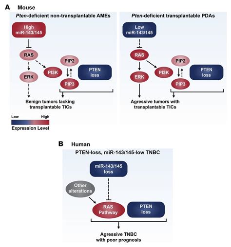 JCI Insight MicroRNA 143 145 Loss Induces Ras Signaling To Promote