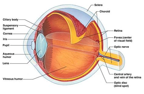 Eye Floaters, Black Eye Floaters and Eye Flashes - Causes and Treatment