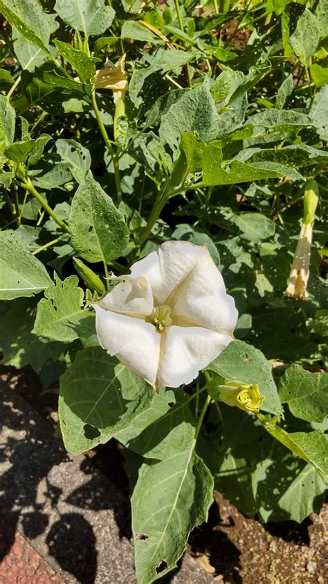 ナス科 原色植物図鑑