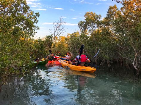 Why Mangrove Kayaking in Abu Dhabi must be on your list | Mangrove, Kayaking, Abu dhabi