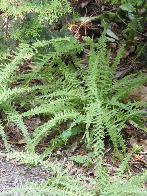 Lady Fern Athyrium Filix Femina Victoriae Flora