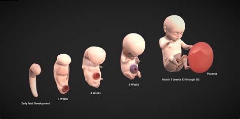 3D file Fetal Development Stages - Human Embryonic 🤰 ・3D printer design ...