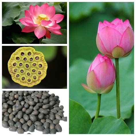 Lotus Flower Seeds Thailand Best Flower Site