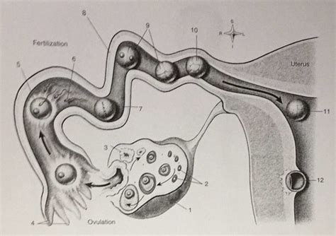 Fertilization And Implantation Flashcards Quizlet