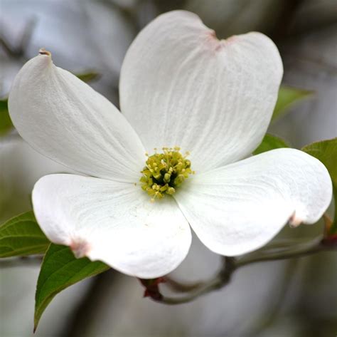 White Dogwood Flower Photograph by P S