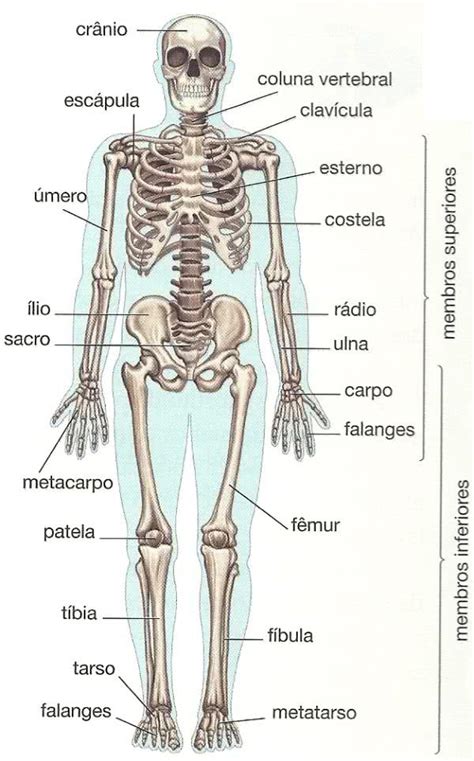 Grupo Acessa Esqueleto Humano