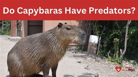 Do Capybaras Have Predators? - YouTube