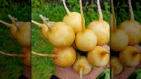 14 Radish Varieties You Should Keep On Your Radar