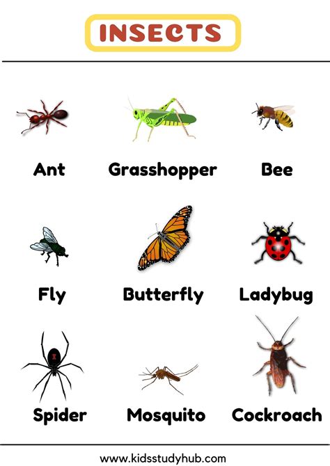 Insects Chart And Worksheets