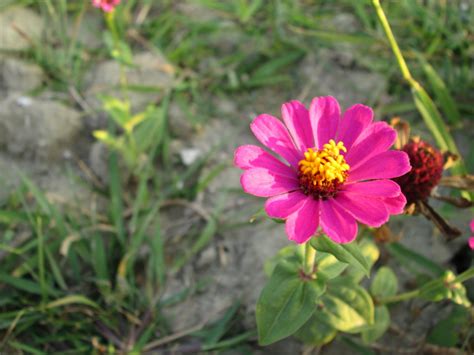 images nature field meadow flower petal red botany pink