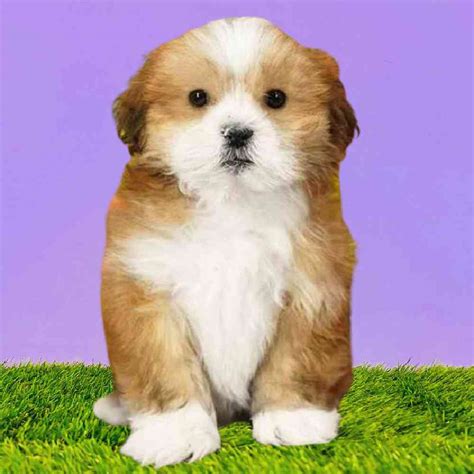 Lhasa Apso Puppies For Sale Puyallup