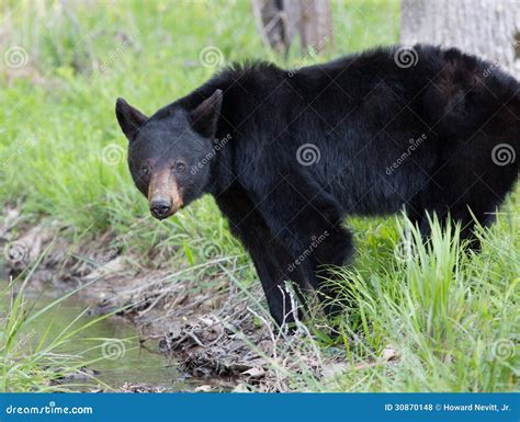 Urso preto foto de stock. Imagem de madeiras, raro, naturalizado - 30870148