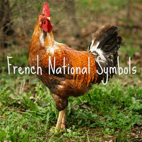 French National Symbol The Rooster A French Collection