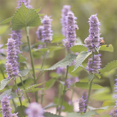 Anise Hyssop Plant Benefits And Uses Kauai Farmacy Plant Benefits