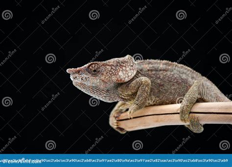 Madagascar Endemic Lizard Chameleon In Angry State Stock Photo Image