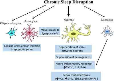 Frontiers Neural Consequences Of Chronic Short Sleep Reversible Or