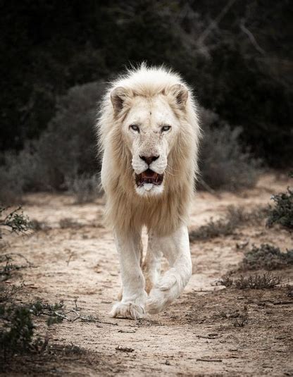 Tributes Pouring In For Temba The Lion Who Died Peacefully At Pumba