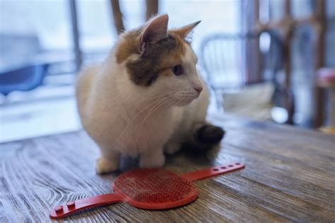 Hombre Acicalando Gato Con Guantes Especiales Cuidado De Mascotas