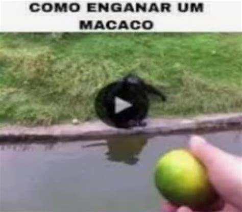 COMO ENGANAR UM MACACO I Am IFunny Brazil