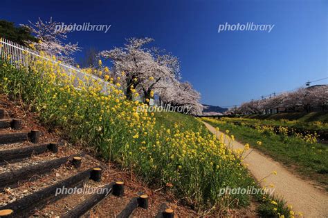 佐奈川堤の桜並木と菜の花畑 写真素材 2330350 フォトライブラリー Photolibrary