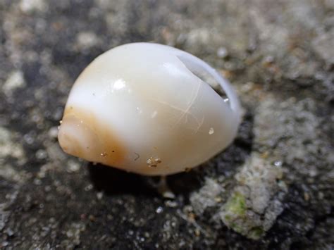 Conical Moon Snail From Bare Bluff New South Wales Australia On