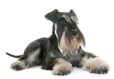 Miniature Schnauzer Grooming - DIY dog grooming help