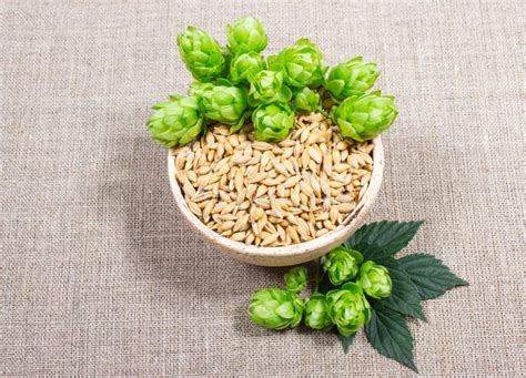 Fresh Hops And Barley Grain Closeup Stock Image Image Of Cone