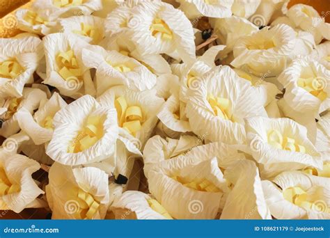 Closeup White And Yellow Sandalwood Flowers Or Artificial Flowe Stock