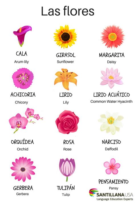 Las Flores Idioma De Las Flores Palabras En Español Vocabulario Español