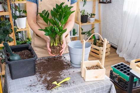 Trasplante De Plantas Caseras Cubiertas De Vegetaci N Suculenta