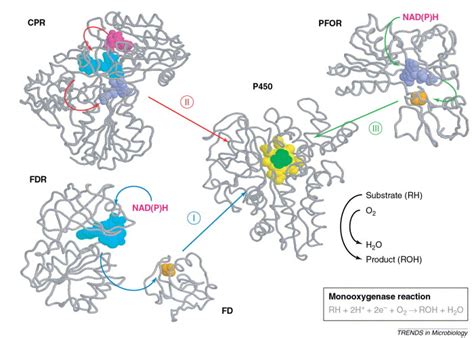 A Novel Class Of Self Sufficient Cytochrome P450 Monooxygenases In