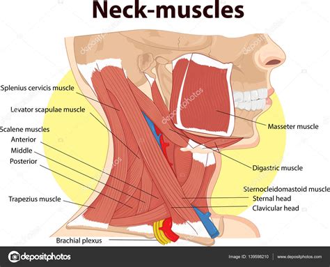 Vector Illustration Neck Muscles Anatomy Stock Vector Image By ©magemasher 139598210