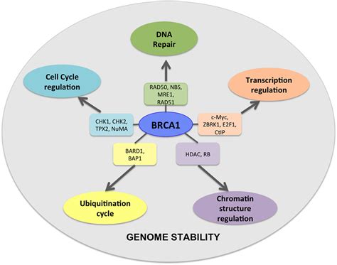 Frontiers Role Of BRCA Mutations In The Modulation Of Response To