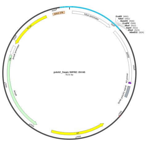 pAAV hsyn WPRE SV40腺相关病毒表达载体HH Ad AAV 055 质粒载体 ATCC DSM CCUG 泰斯拓生物