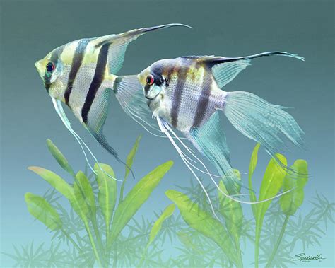 Freshwater Angelfish Pair Digital Art by M Spadecaller - Fine Art America