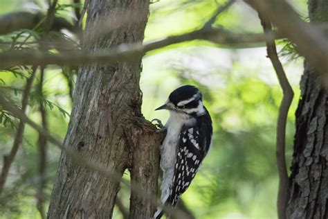 Images Gratuites Arbre La Nature Branche Oiseau Faune Vert