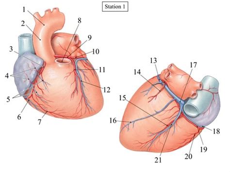 Heart Veins Flashcards Quizlet