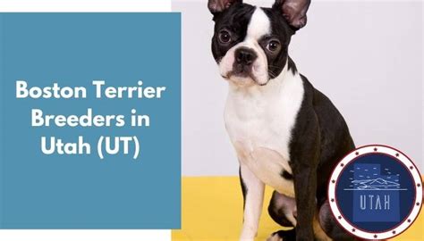 5 Boston Terrier Breeders in Utah (UT) | Boston Terrier Puppies for Sale - AnimalFate