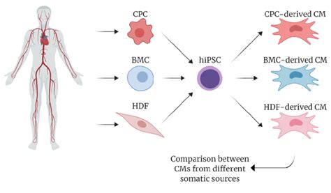 Schematic Overview Of Human Induced Pluripotent Stem Cells Hipscs Cms