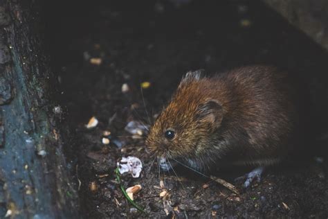 Know Your Enemy: How to Identify Rodent Droppings