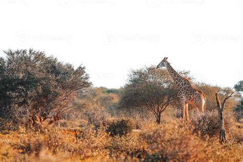 Giraffe at sunset 14378203 Stock Photo at Vecteezy