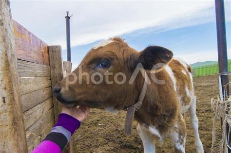 モンゴルの子牛を撫でる No 2772141｜写真素材なら「写真ac」無料（フリー）ダウンロードok