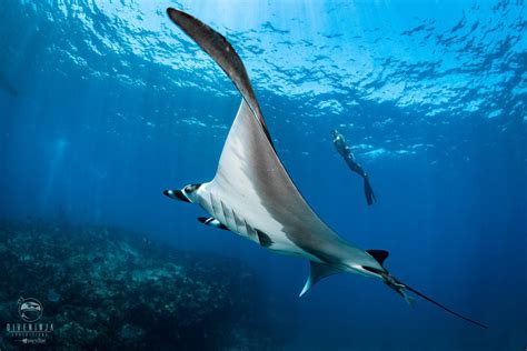 Scuba Diving Tours Activities In Cabo San Lucas Mexico