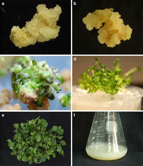 n vitro culture of Arabidopsis. Callus tissue is generated from leaf ...