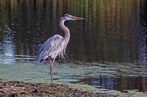 Marsh Heron Photograph By HH Photography Of Florida Fine Art America